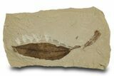 Detailed Fossil Leaf (Populus) - Green River Formation, Utah #334318-1